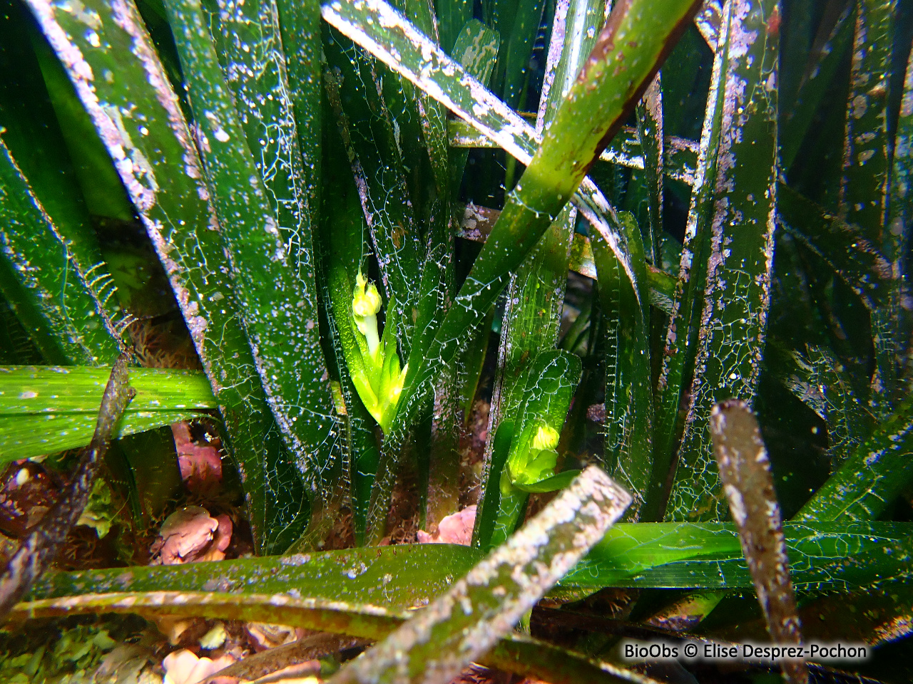 Posidonie - Posidonia oceanica - Elise Desprez-Pochon - BioObs