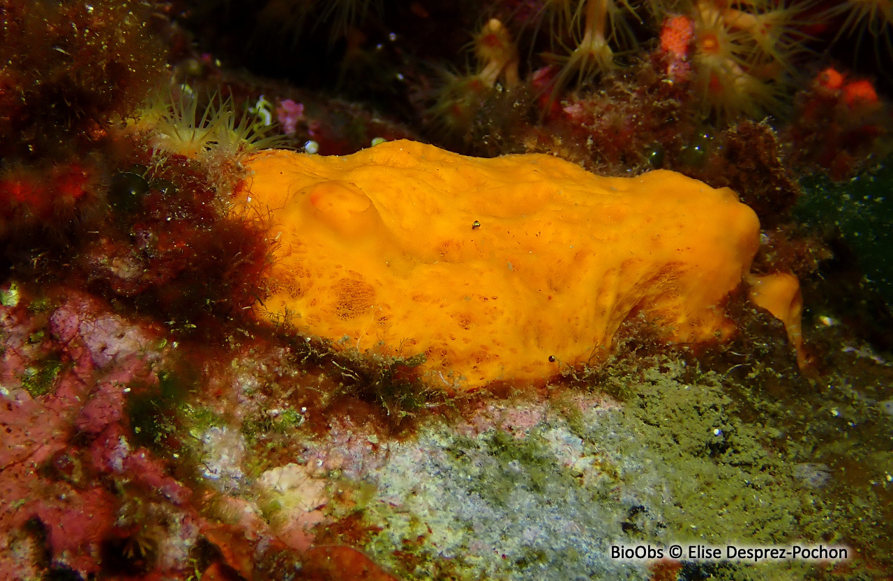 Dictyonelle à crêtes - Dictyonella incisa - Elise Desprez-Pochon - BioObs