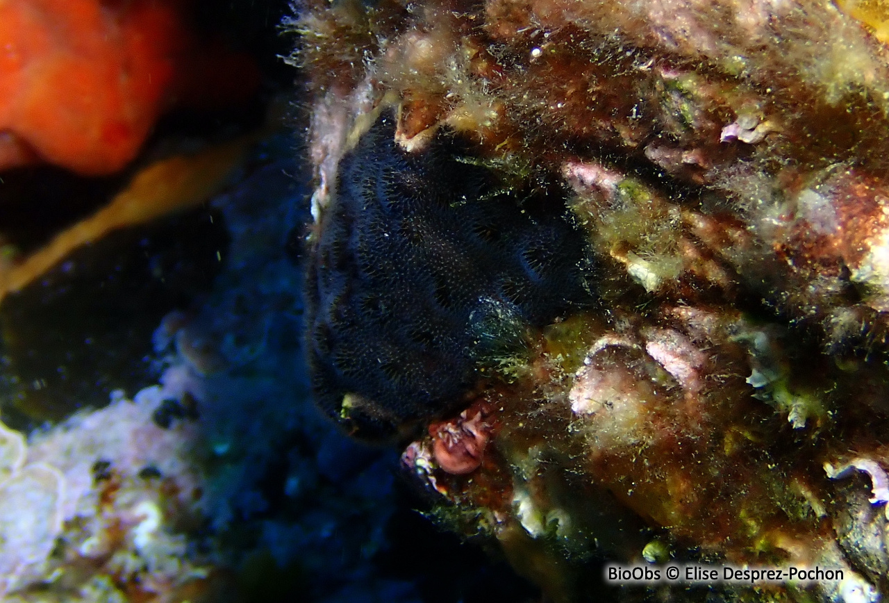 Bryozoaire encroûtant noir - Reptadeonella violacea - Elise Desprez-Pochon - BioObs