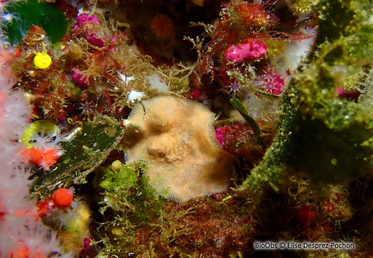 Schizomavelle à lignes régulières - Schizomavella (Schizomavella) linearis - Elise Desprez-Pochon - BioObs