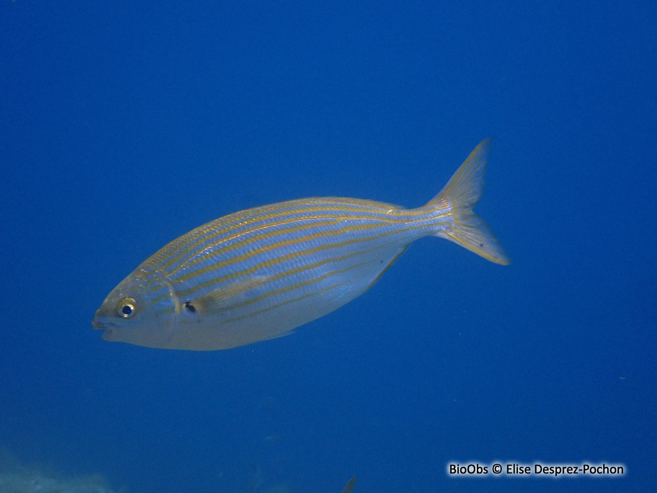 Saupe - Sarpa salpa - Elise Desprez-Pochon - BioObs