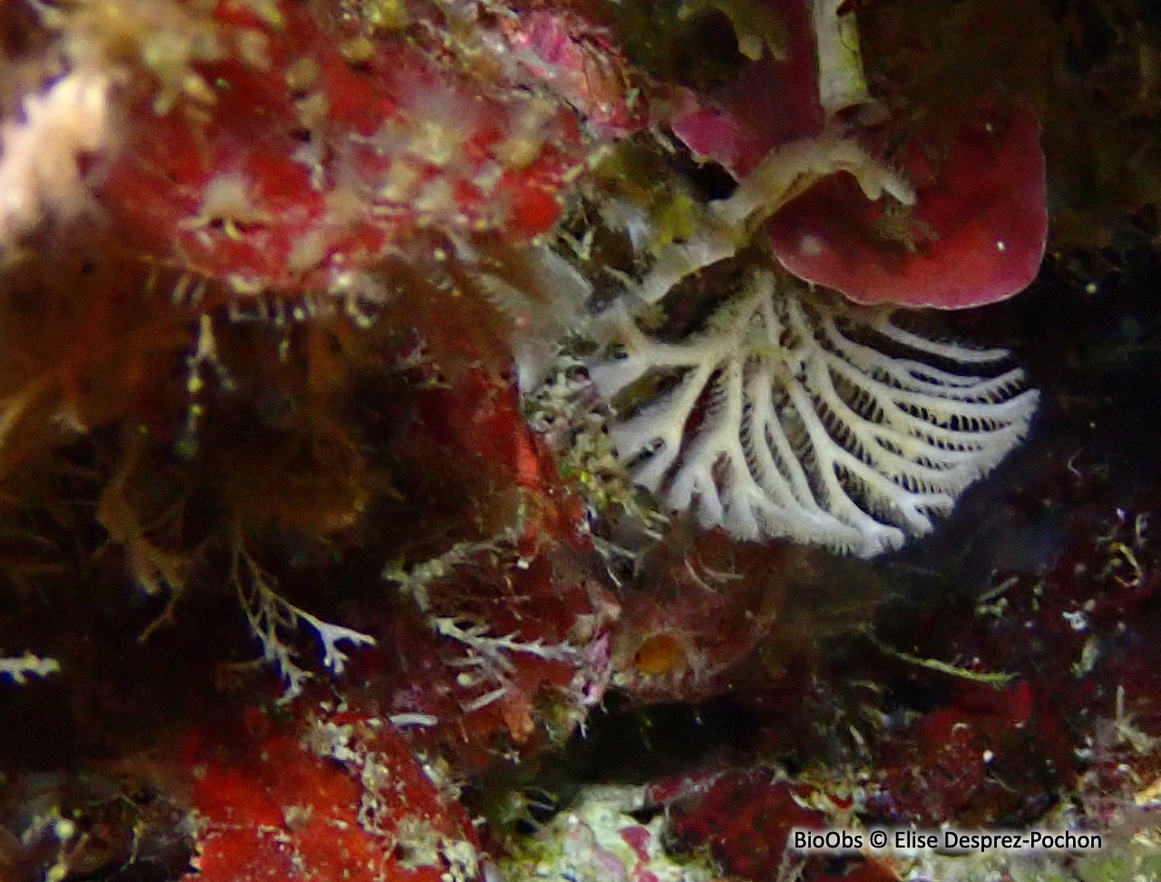 Bryozoaire palmier - Exidmonea atlantica - Elise Desprez-Pochon - BioObs