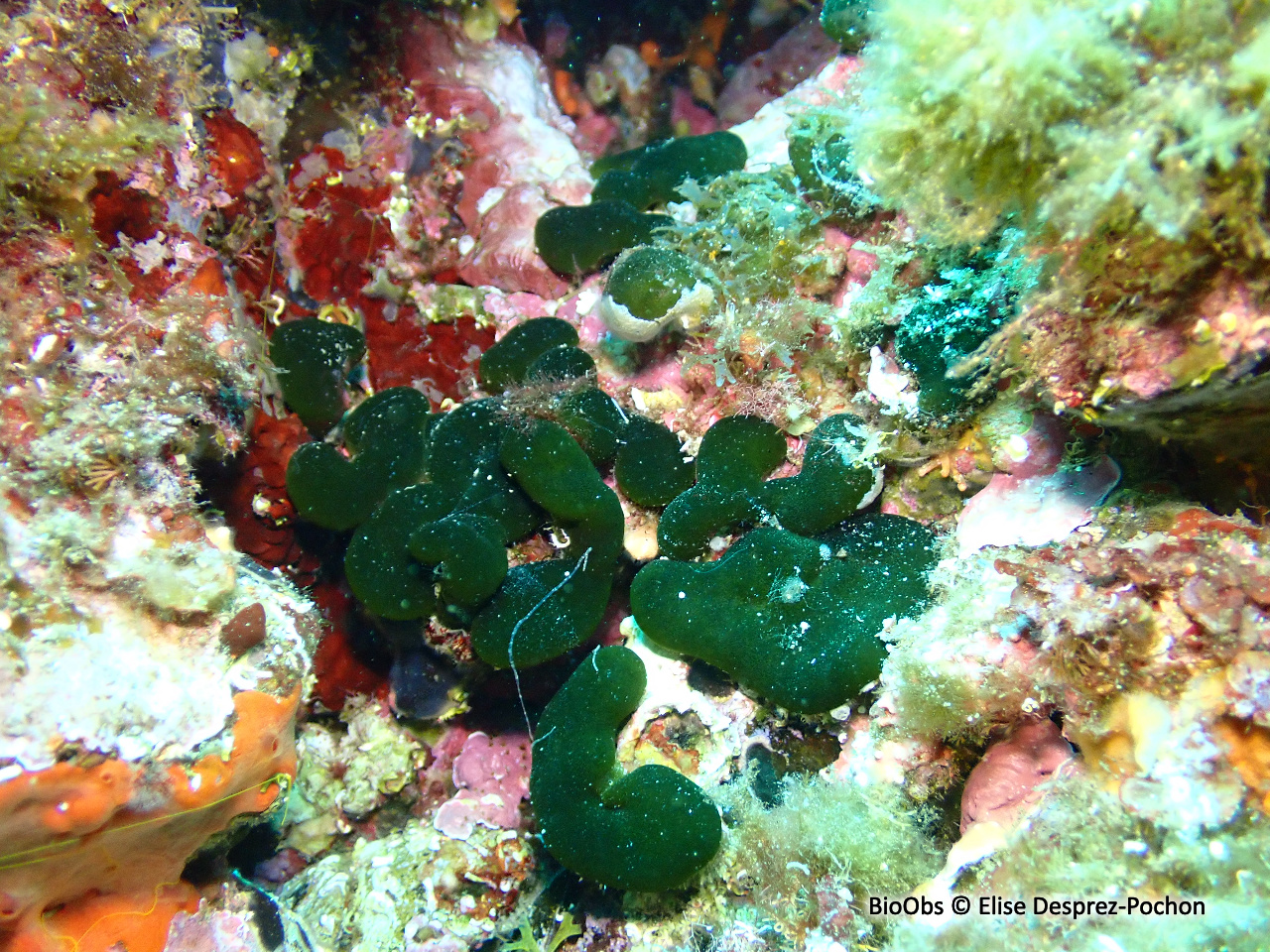 Codium mamelonné - Codium coralloides - Elise Desprez-Pochon - BioObs