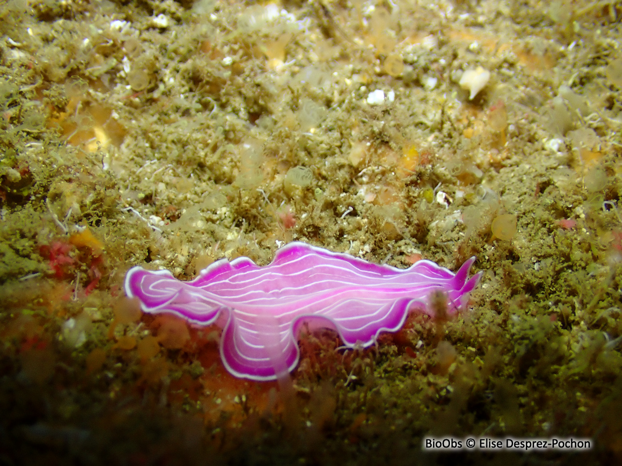 Ver plat rose de Méditerranée - Prostheceraeus roseus - Elise Desprez-Pochon - BioObs