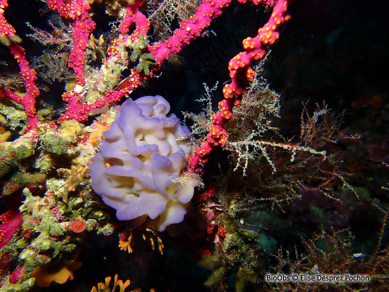 Oscarelle bleu-violet - Oscarella lobularis - Elise Desprez Pochon - BioObs