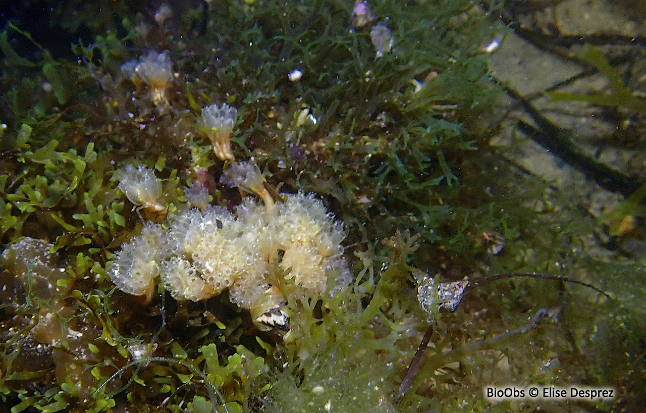 Ascidie coloniale pédonculée - Aplidium turbinatum - Elise Desprez - BioObs