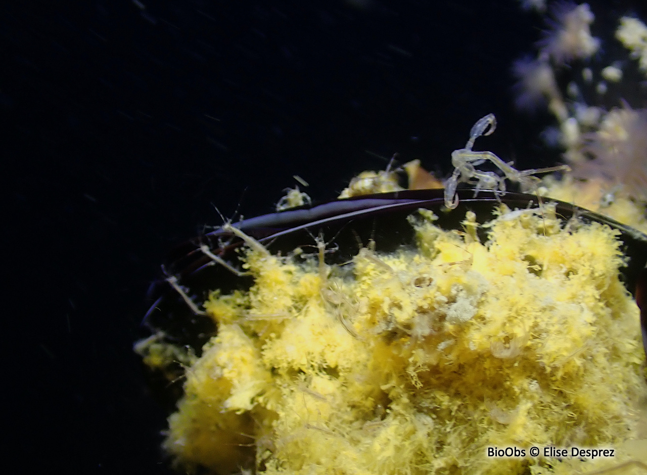 Caprelle japonaise - Caprella mutica - Elise Desprez - BioObs