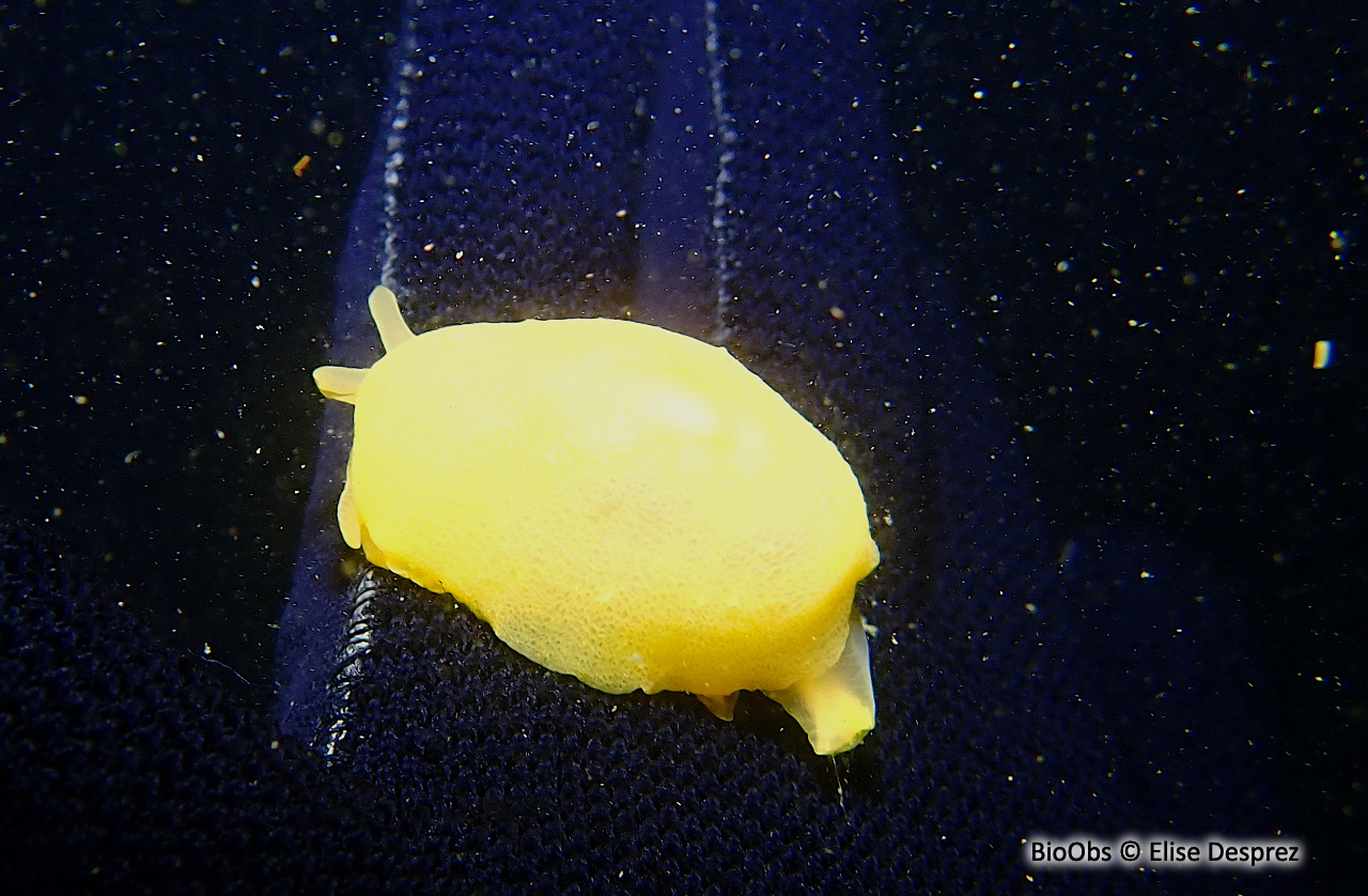 Berthelle perforée - Berthella perforata - Elise Desprez - BioObs