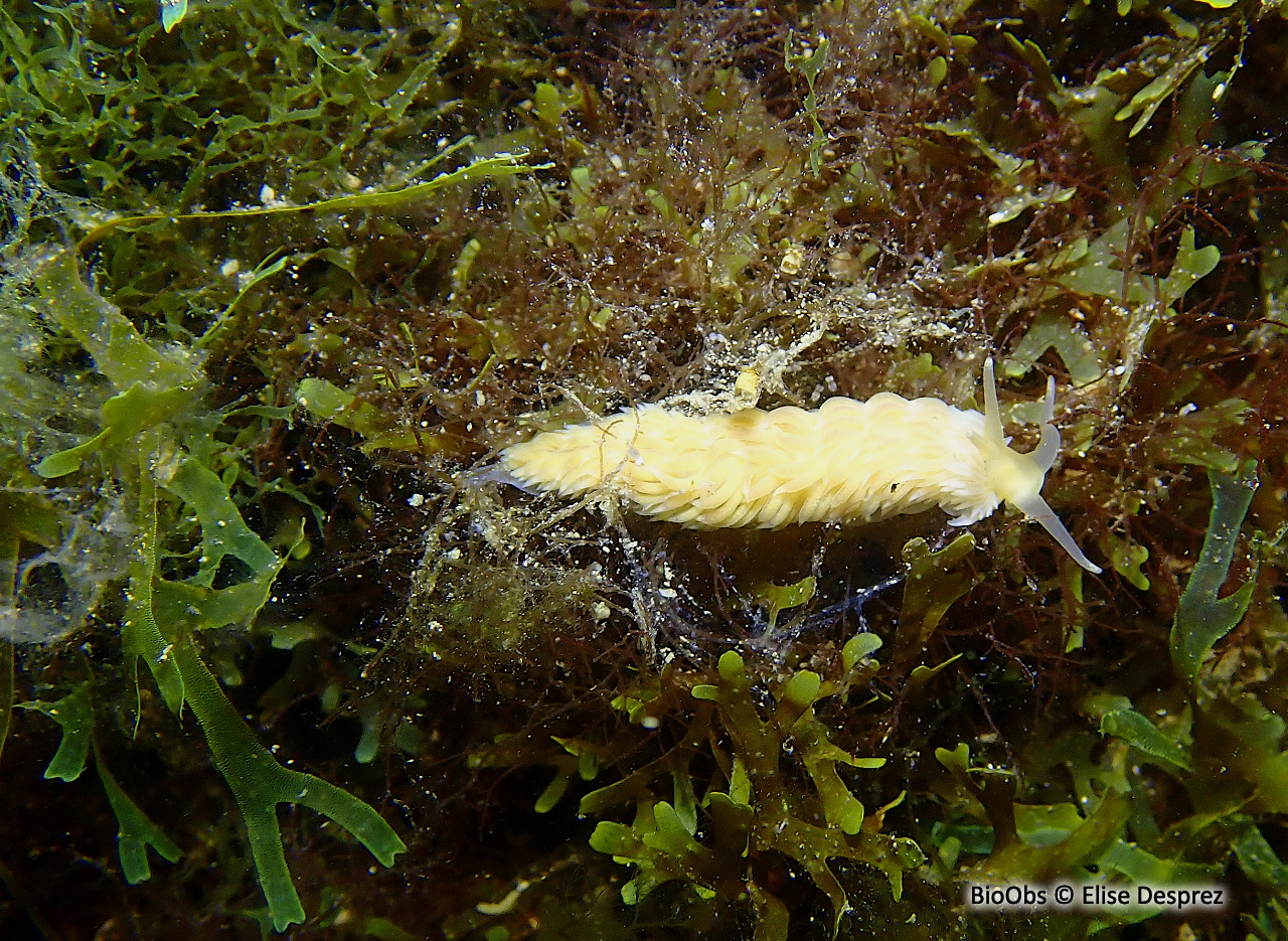 Eolis de Alder - Aeolidiella alderi - Elise Desprez - BioObs