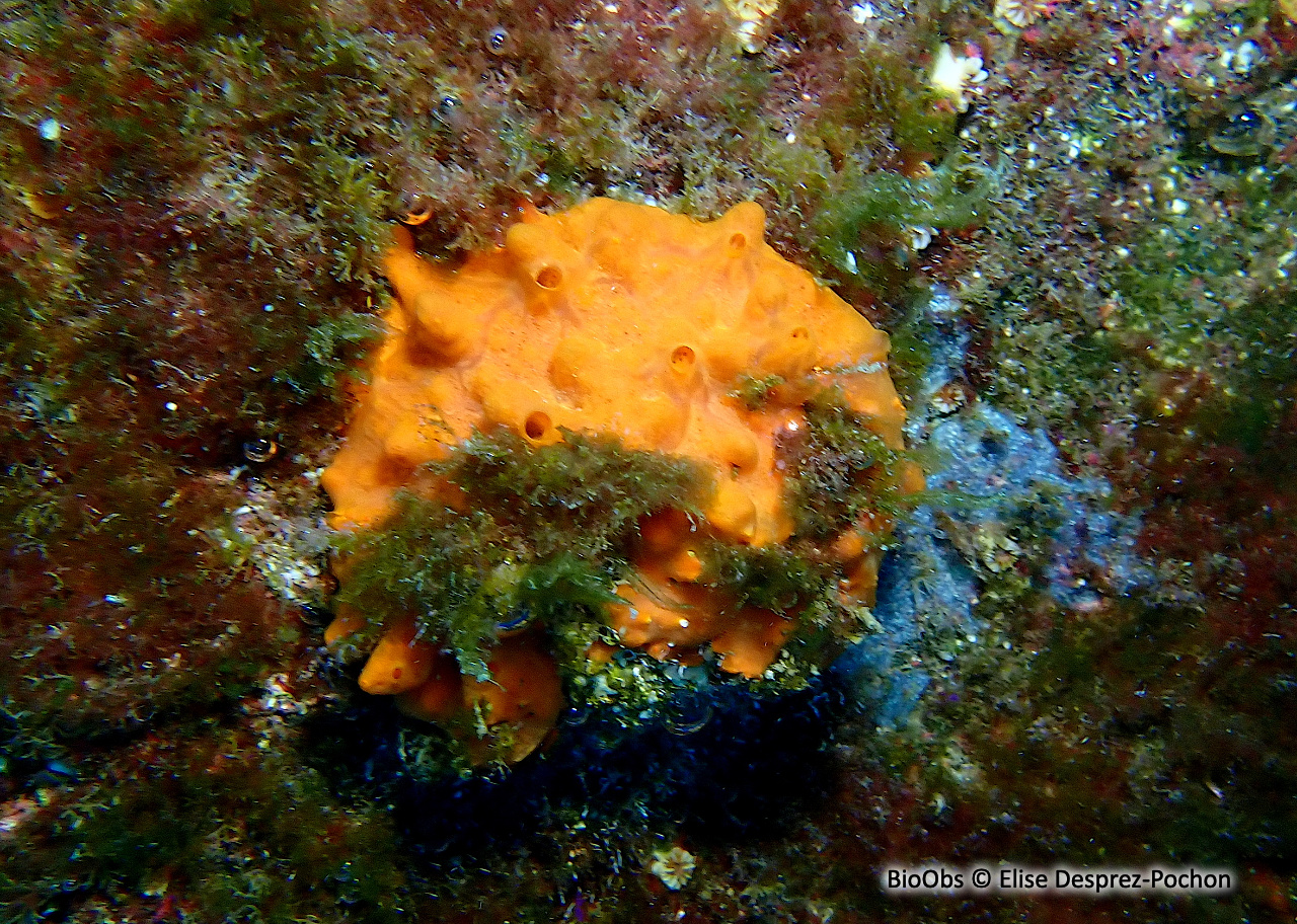 Spondyle pied-d'âne - Spondylus gaederopus - Elise Desprez-Pochon - BioObs