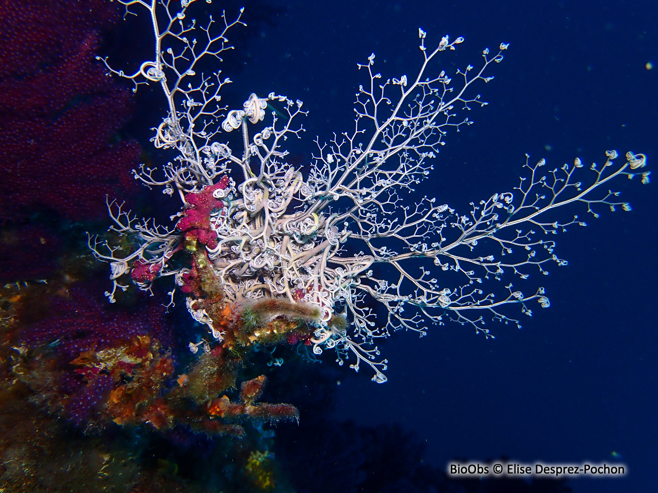 Gorgonocéphale - Astrospartus mediterraneus - Elise Desprez-Pochon - BioObs