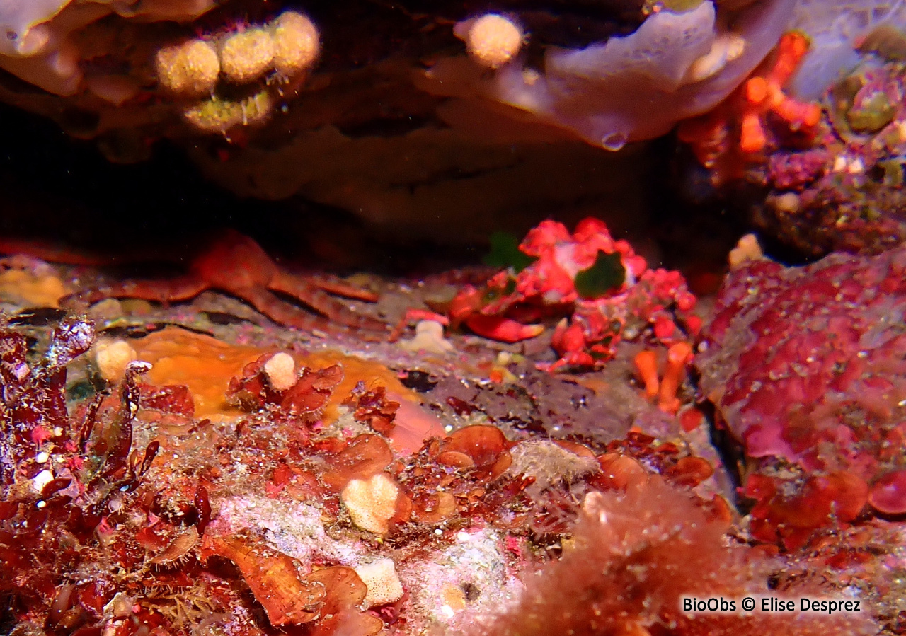 Lissa goutteuse - Lissa chiragra - Elise Desprez - BioObs