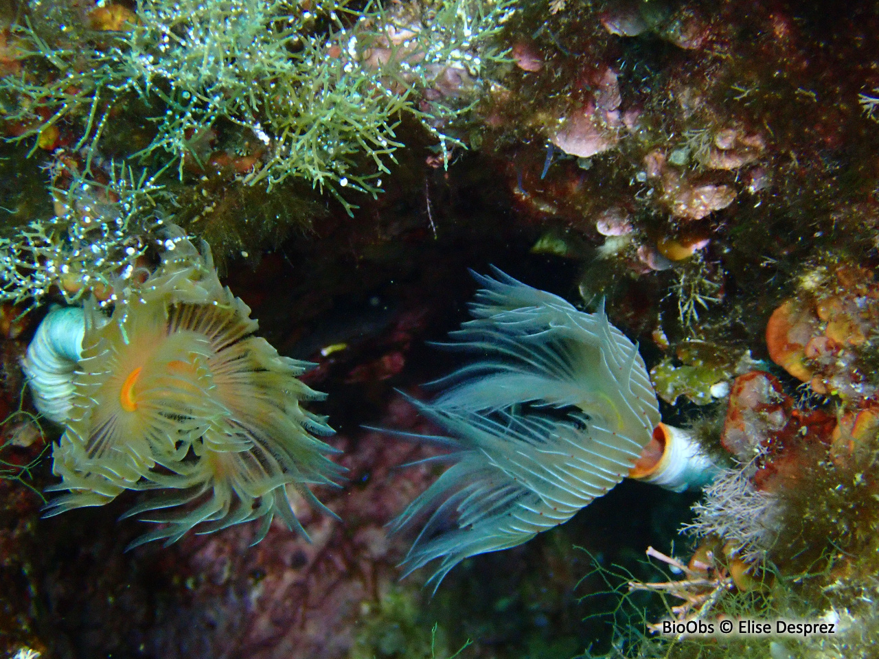 Protule lisse - Protula tubularia - Elise Desprez - BioObs