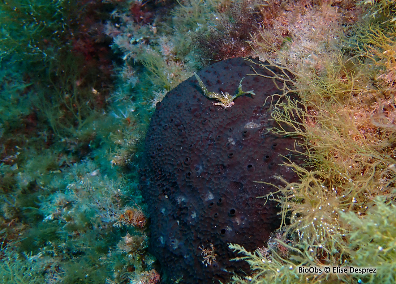 Ircinie noire épineuse - Sarcotragus spinosulus - Elise Desprez - BioObs