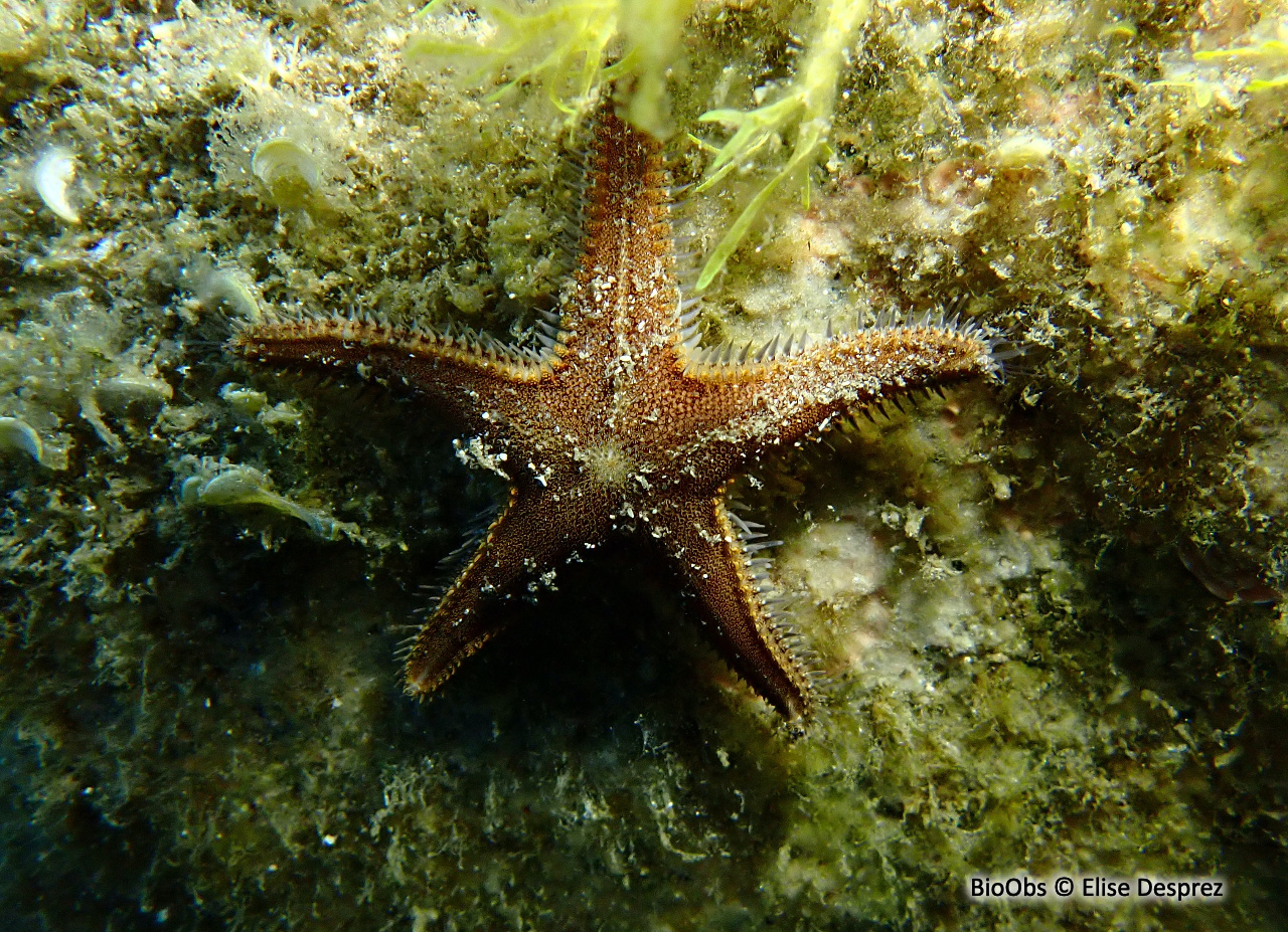 Petite étoile peigne - Astropecten spinulosus - Elise Desprez - BioObs