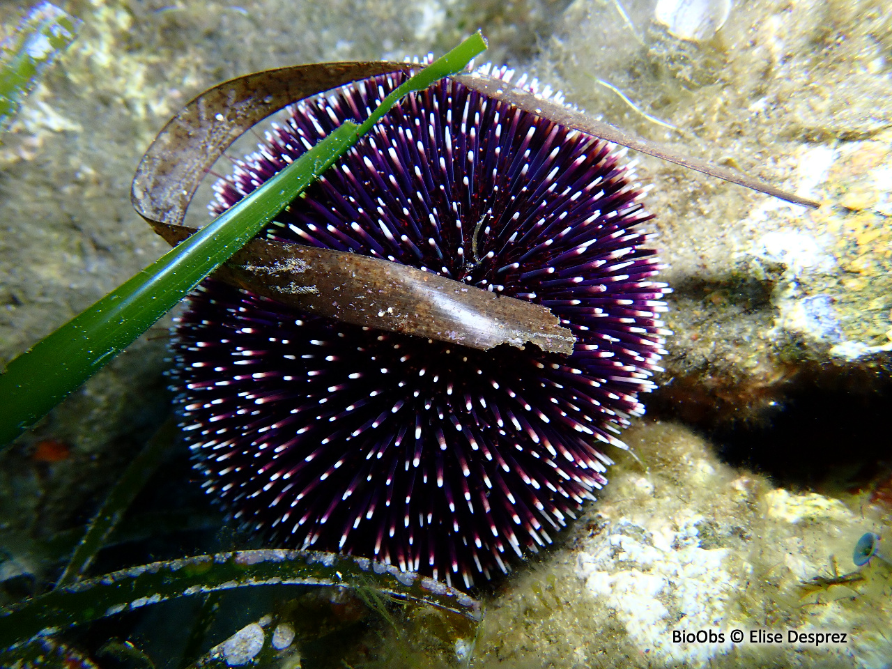 Oursin granuleux - Sphaerechinus granularis - Elise Desprez - BioObs