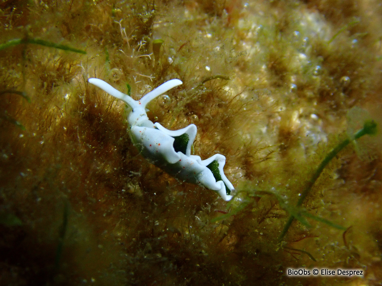 Elysie timide - Elysia timida - Elise Desprez - BioObs