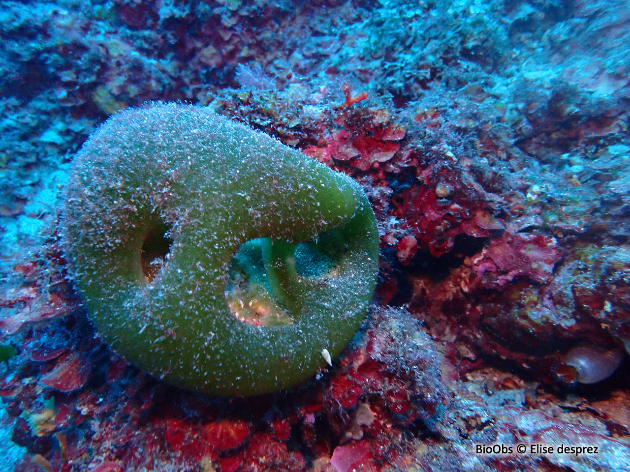 Béret basque - Codium bursa - Elise desprez - BioObs