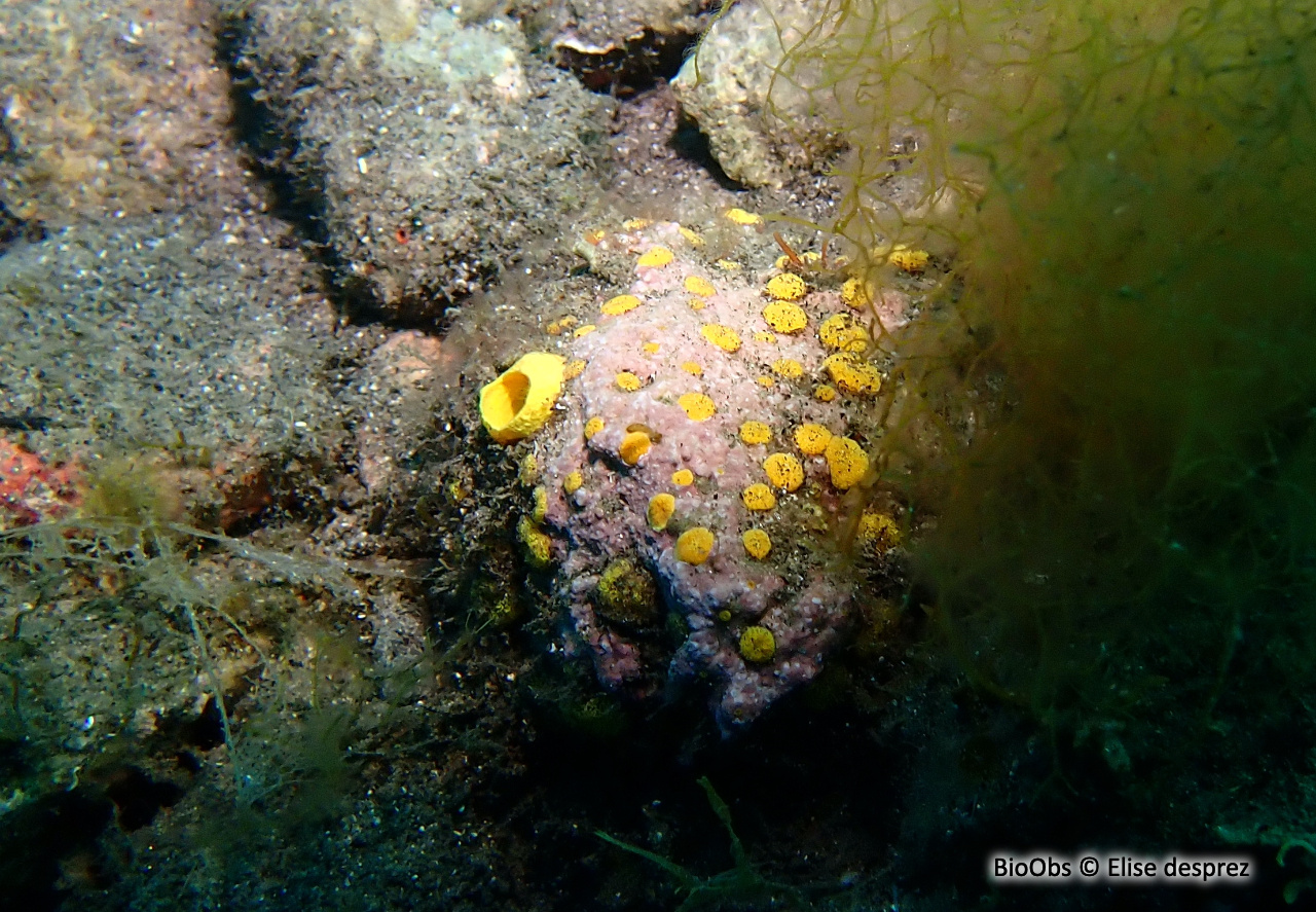 Clione jaune - Cliona celata - Elise desprez - BioObs