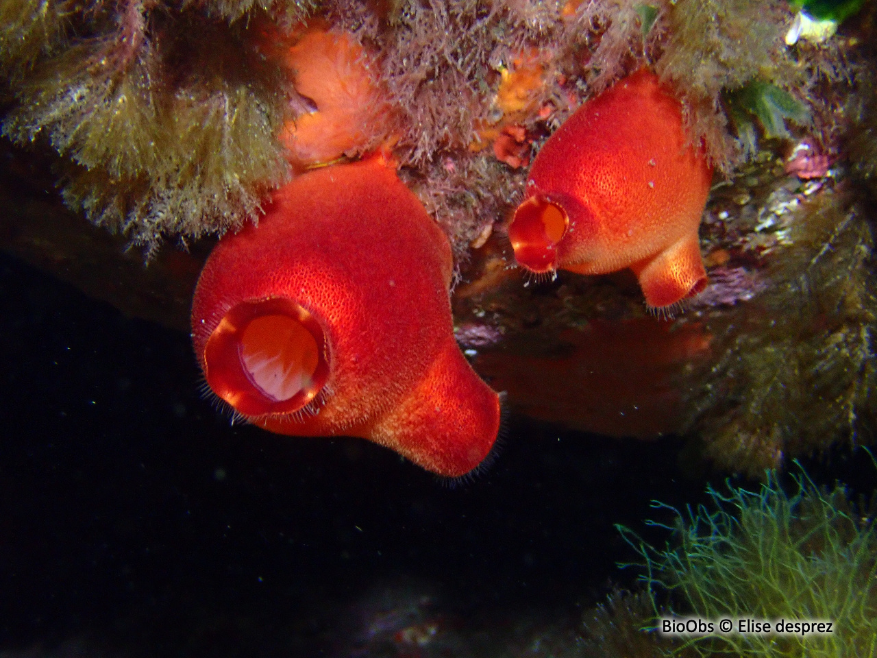 Ascidie rouge - Halocynthia papillosa - Elise desprez - BioObs