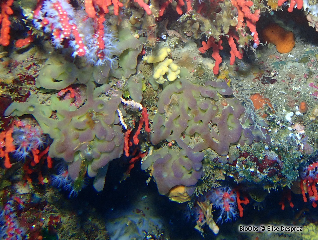 Oscarelle jaune-orange - Oscarella imperialis - Elise Desprez - BioObs