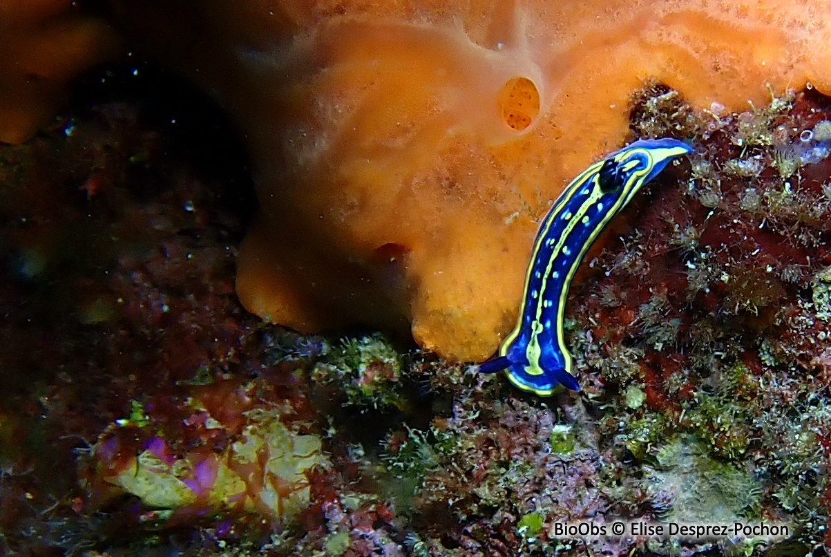 Doris tricolore - Felimare tricolor - Elise Desprez-Pochon - BioObs