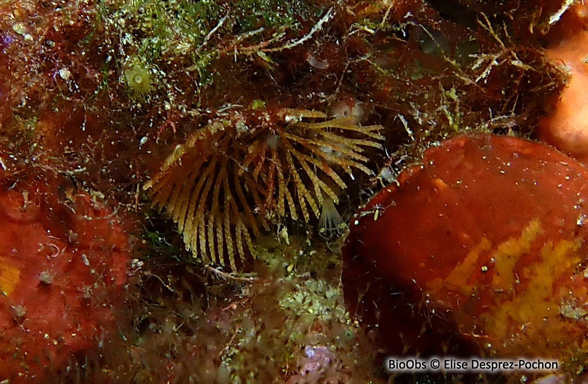 Bryozoaire à fouet - Caberea boryi - Elise Desprez-Pochon - BioObs