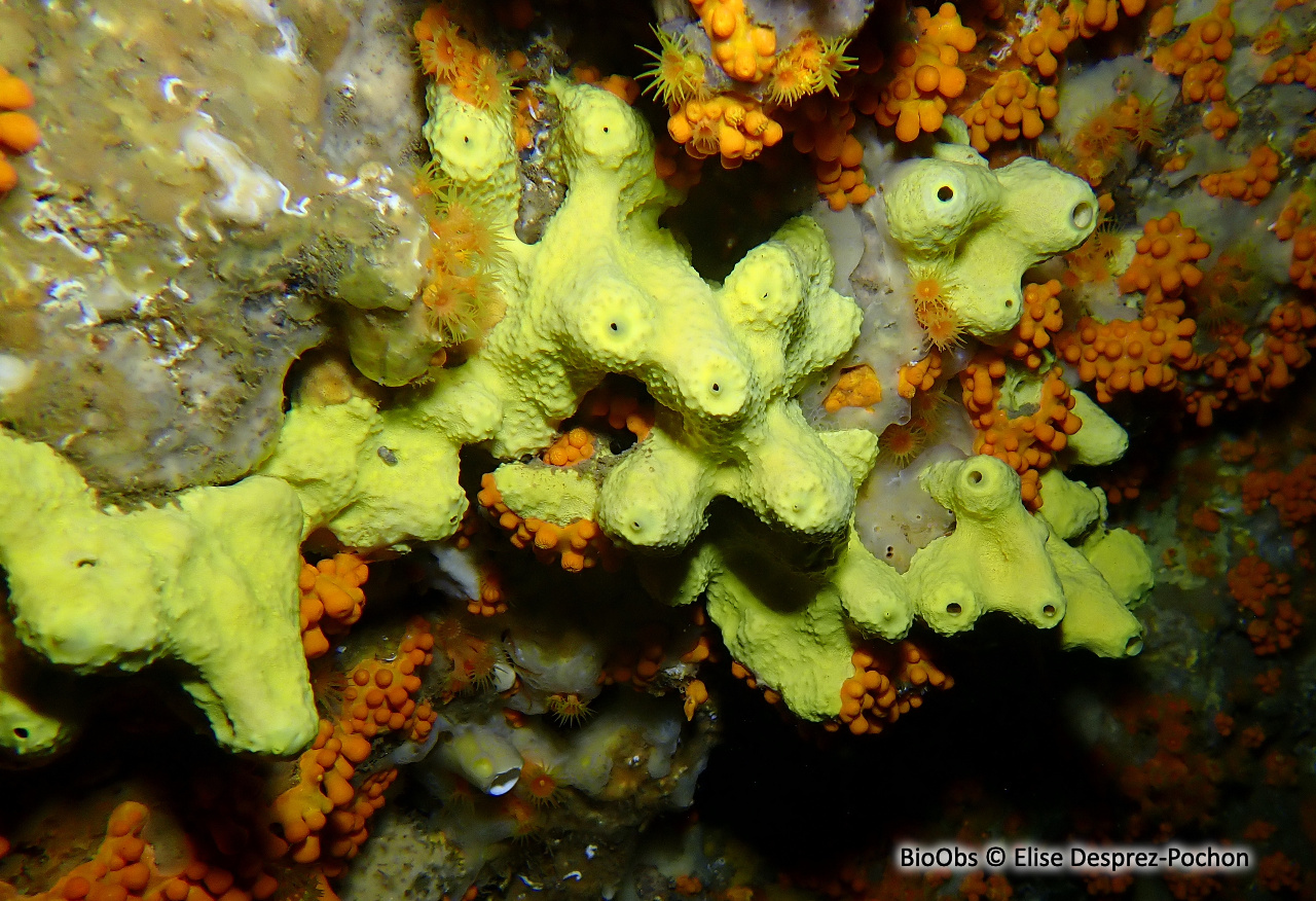Eponge cavernicole jaune - Aplysina cavernicola - Elise Desprez-Pochon - BioObs