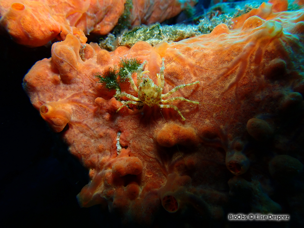 Araignée de mer ridée - Herbstia condyliata - Elise Desprez - BioObs