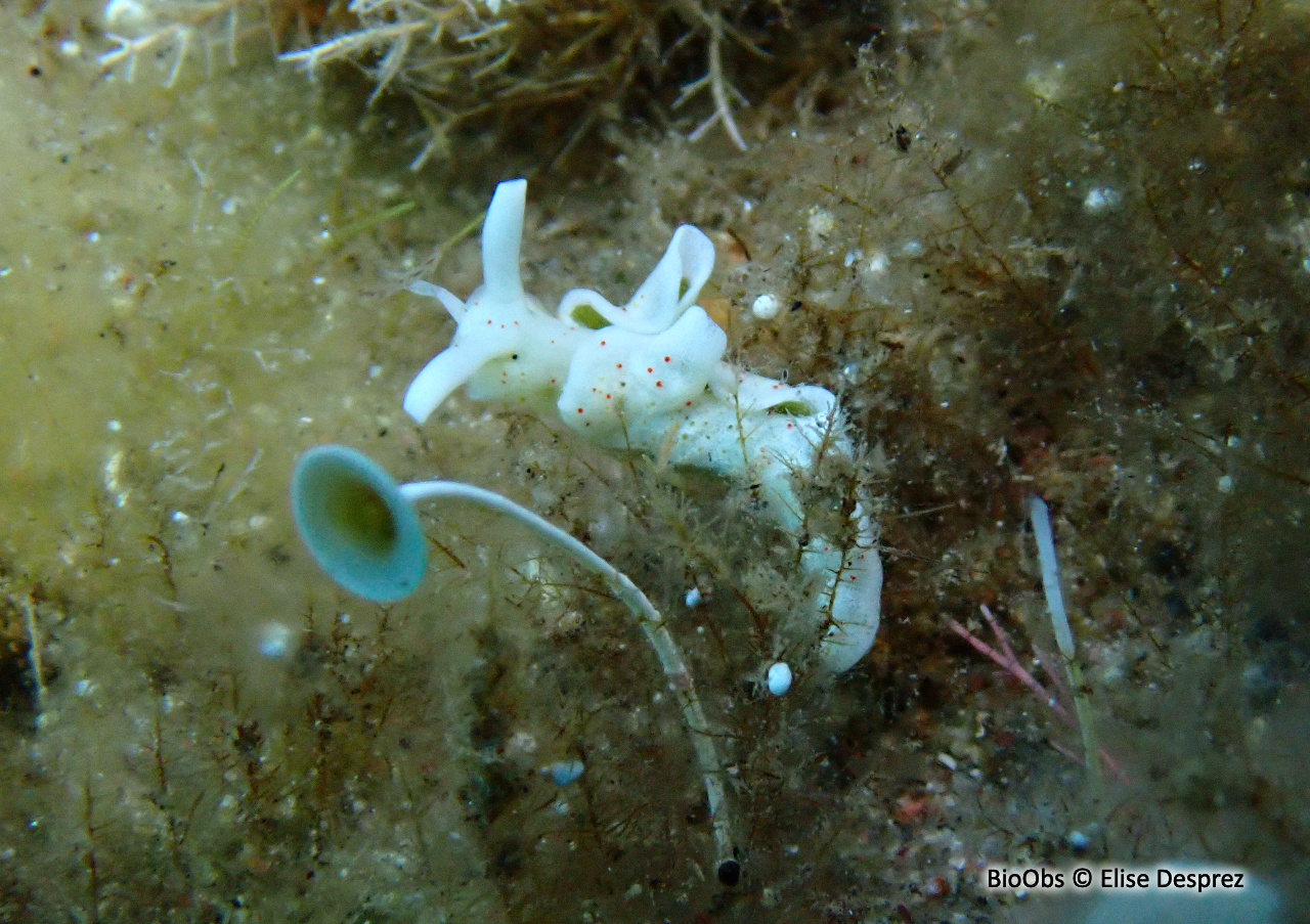 Elysie timide - Elysia timida - Elise Desprez - BioObs