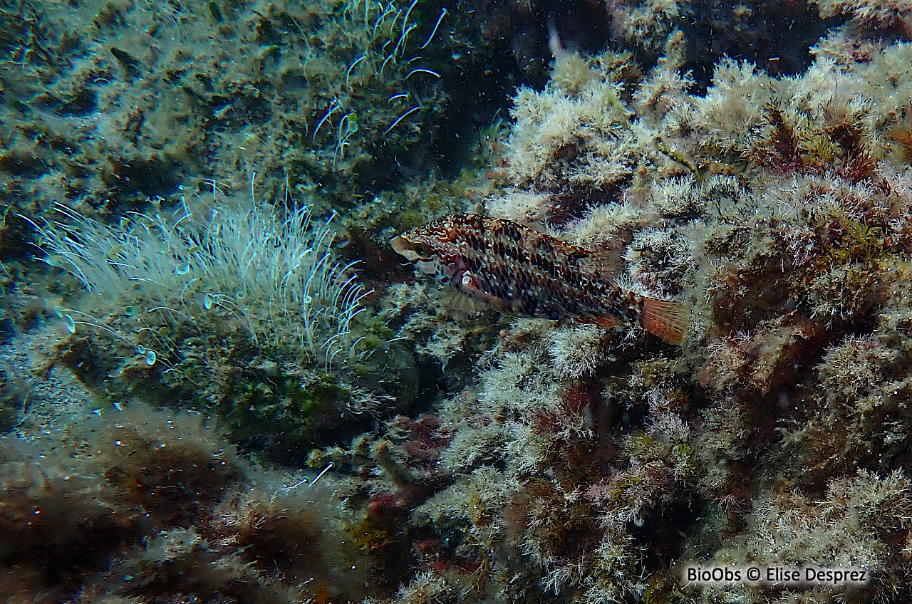 Crénilabre à 5 taches - Symphodus roissali - Elise Desprez - BioObs