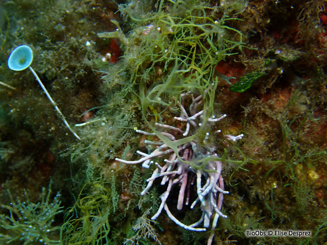 Amphiroa rigide - Amphiroa rigida - Elise Desprez - BioObs
