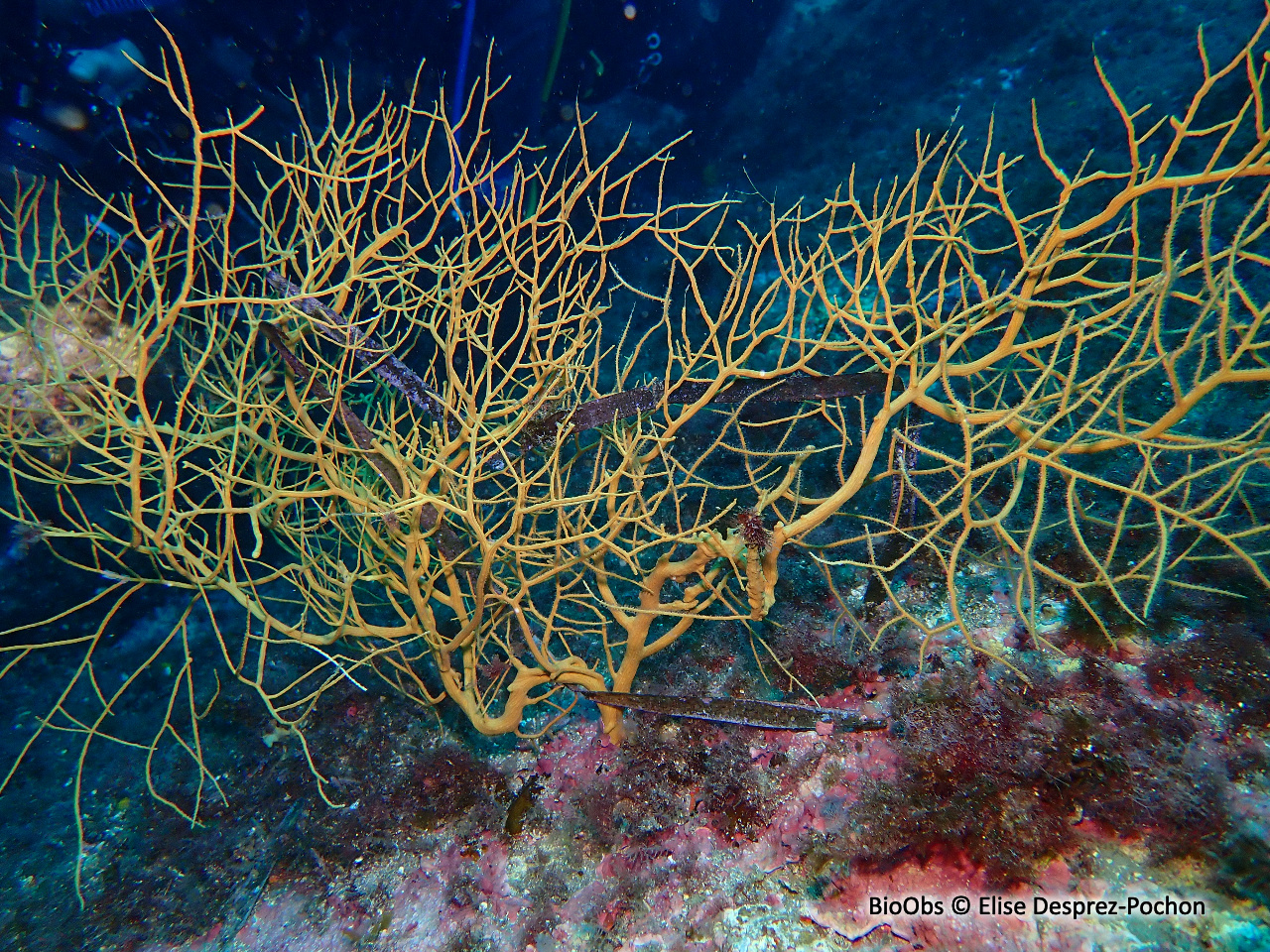 Gorgone orange - Leptogorgia sarmentosa - Elise Desprez-Pochon - BioObs