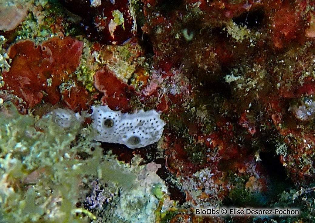Didemne lisse perforé - Lissoclinum perforatum - Elise Desprez-Pochon - BioObs