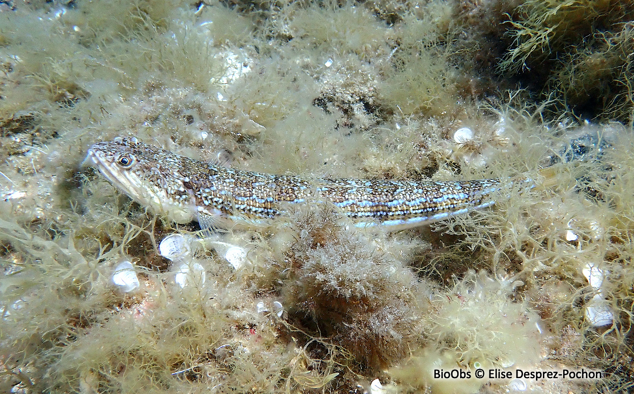 Poisson lézard rayé - Synodus saurus - Elise Desprez-Pochon - BioObs