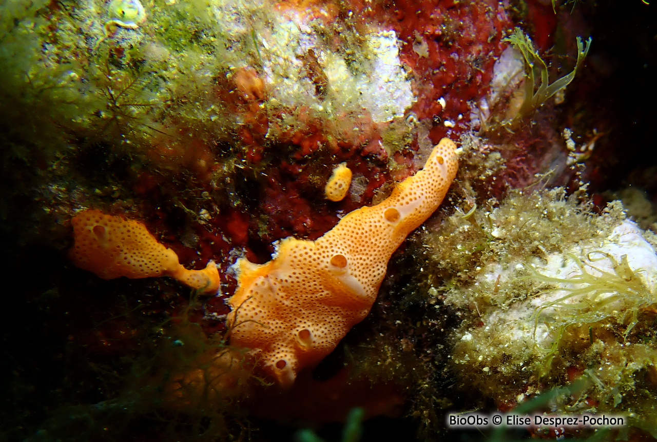Didemne commun - Didemnum commune - Elise Desprez-Pochon - BioObs