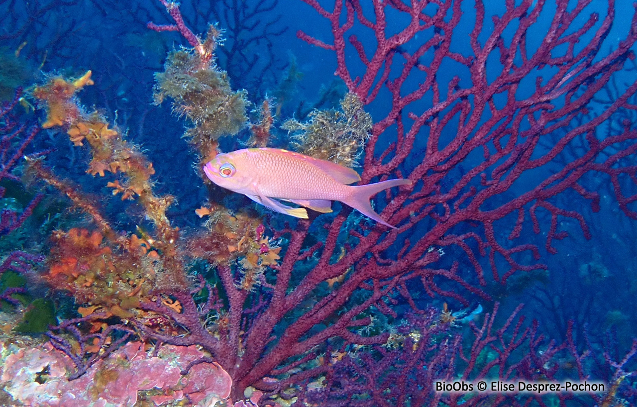 Barbier - Anthias anthias - Elise Desprez-Pochon - BioObs