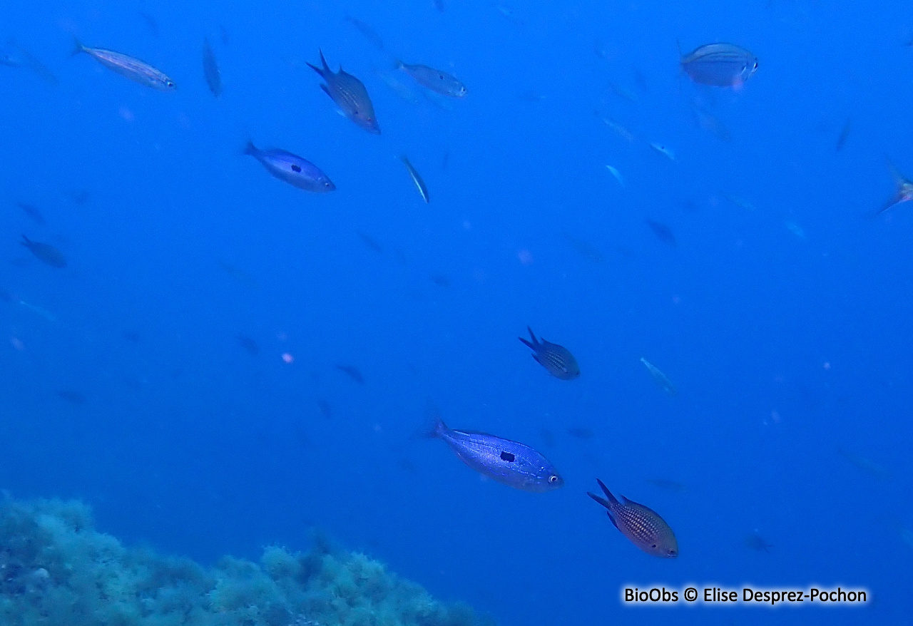 Mendole - Spicara maena - Elise Desprez-Pochon - BioObs