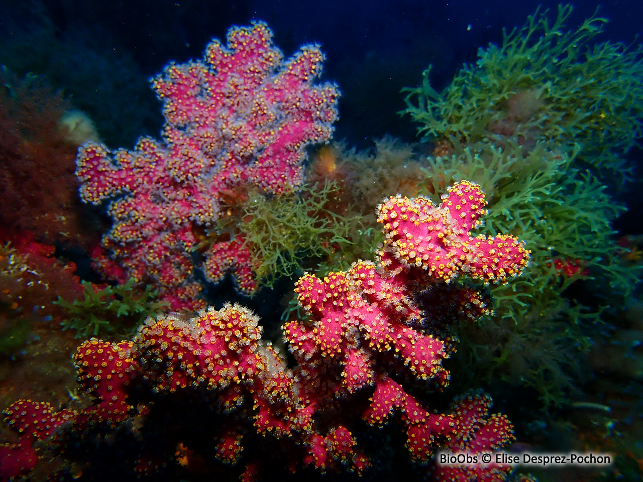 Alcyon encroûtant - Alcyonium coralloides Alcyon encroûtant - Alcyonium coralloides