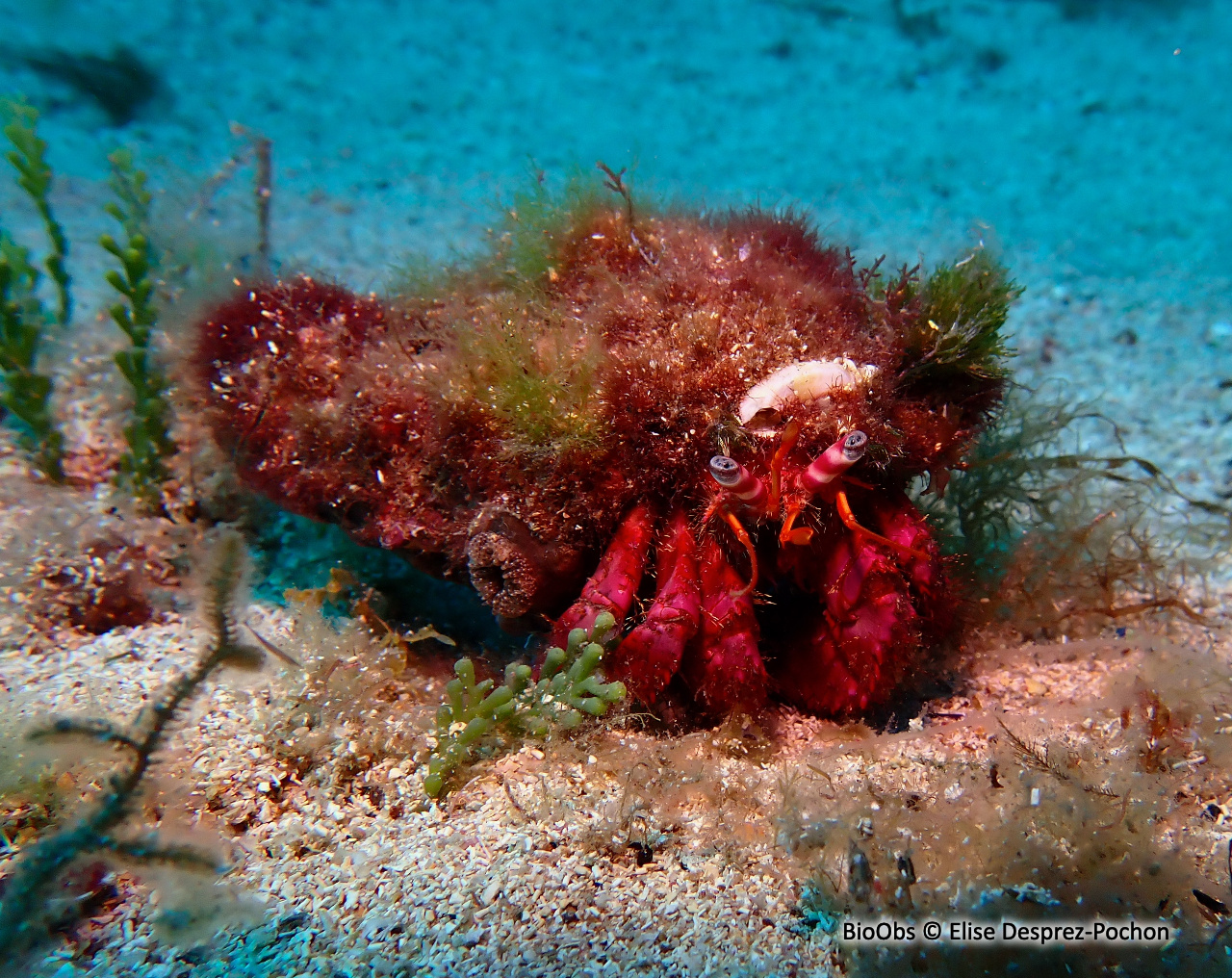 Grand bernard-l'ermite - Dardanus arrosor - Elise Desprez-Pochon - BioObs