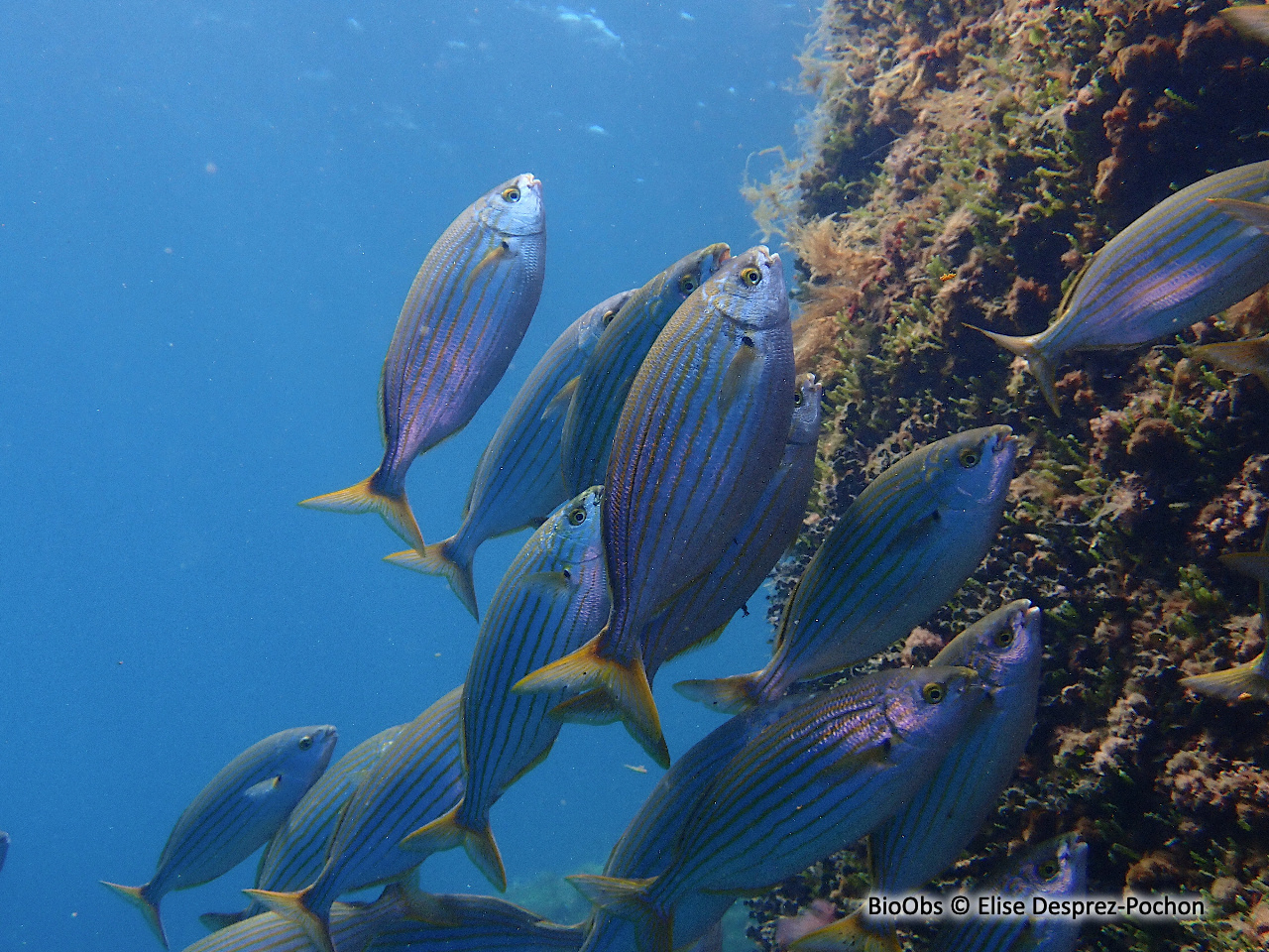 Saupe - Sarpa salpa - Elise Desprez-Pochon - BioObs