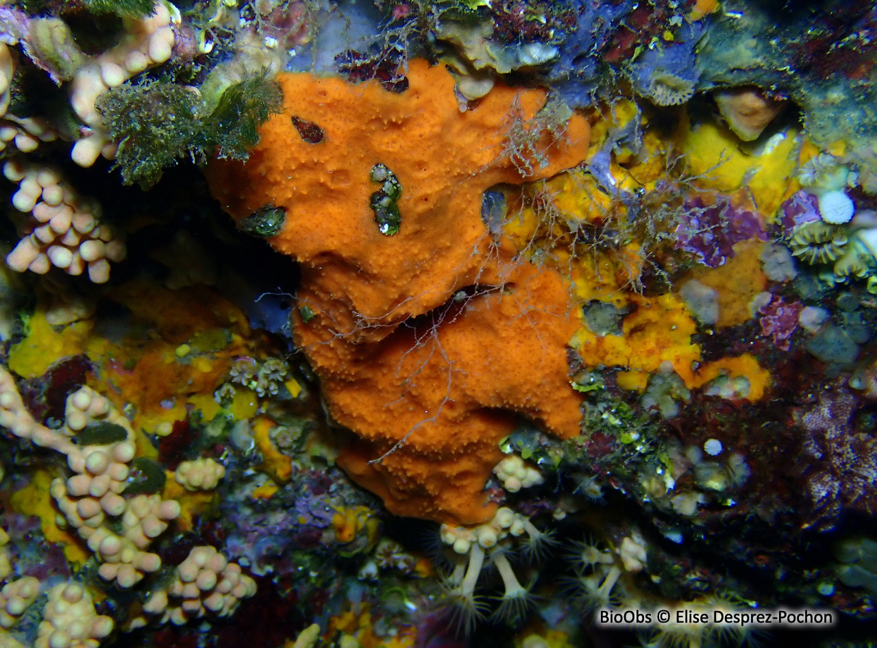Scopaline ocre - Scopalina lophyropoda - Elise Desprez-Pochon - BioObs