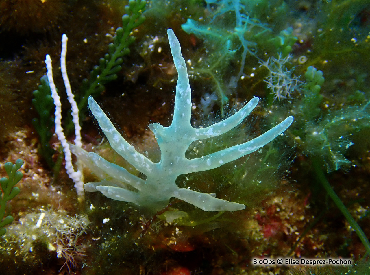 Algue branchue cartilagineuse - Chrysymenia ventricosa - Elise Desprez-Pochon - BioObs