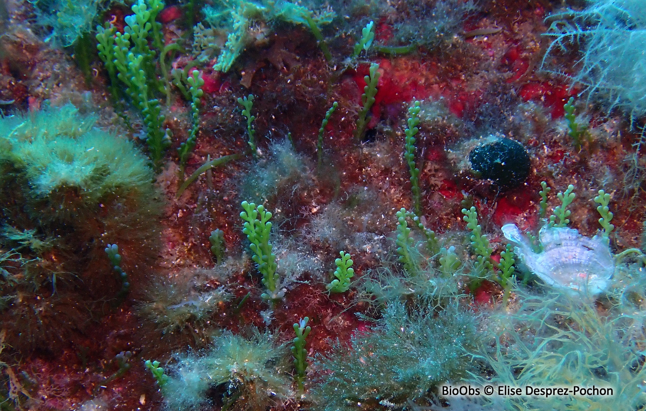 Caulerpe cylindracée - Caulerpa cylindracea - Elise Desprez-Pochon - BioObs