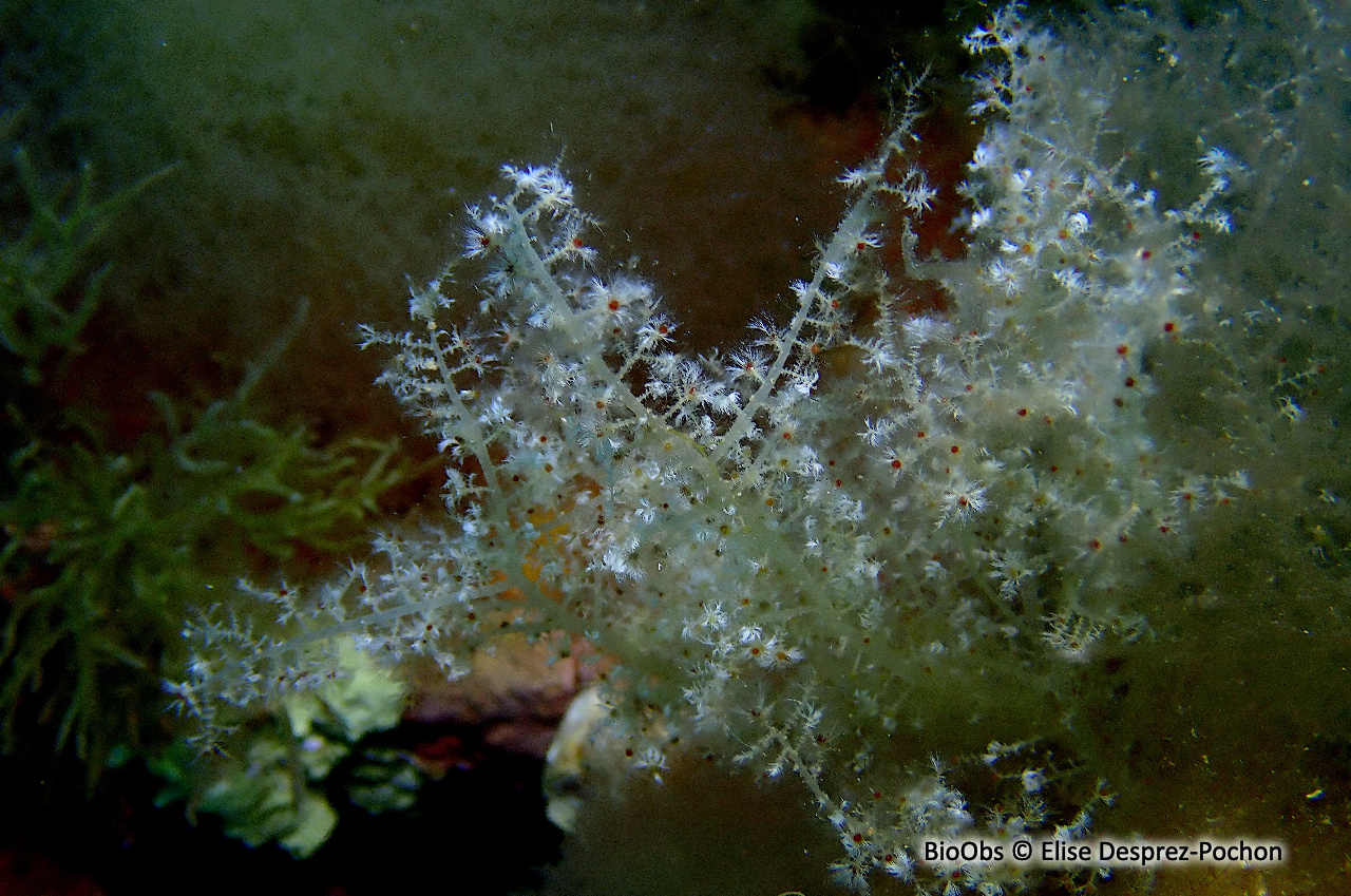 Algue duvet - Wrangelia penicillata - Elise Desprez-Pochon - BioObs