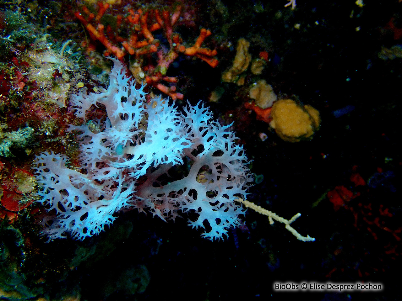 Platoma cyclocolpum - Platoma cyclocolpum - Elise Desprez-Pochon - BioObs