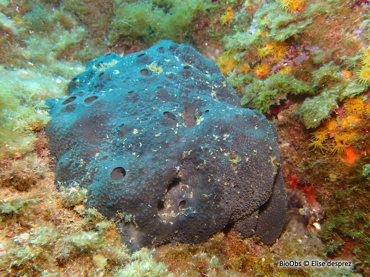 Eponge cornée noire - Scalarispongia scalaris - Elise desprez - BioObs