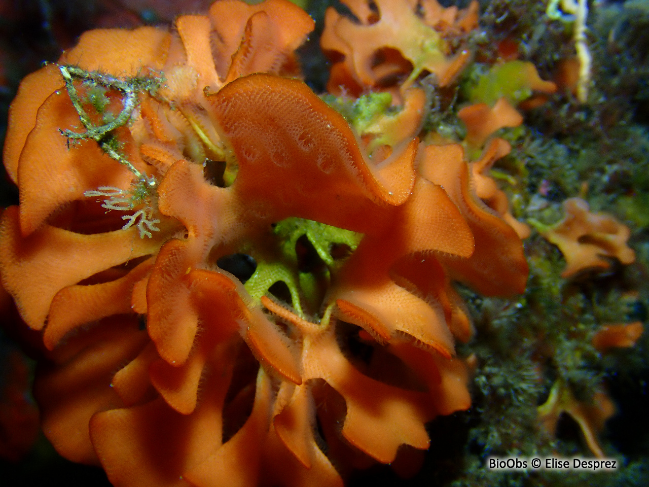 Rose de mer Méditerranéenne - Pentapora fascialis - Elise Desprez - BioObs