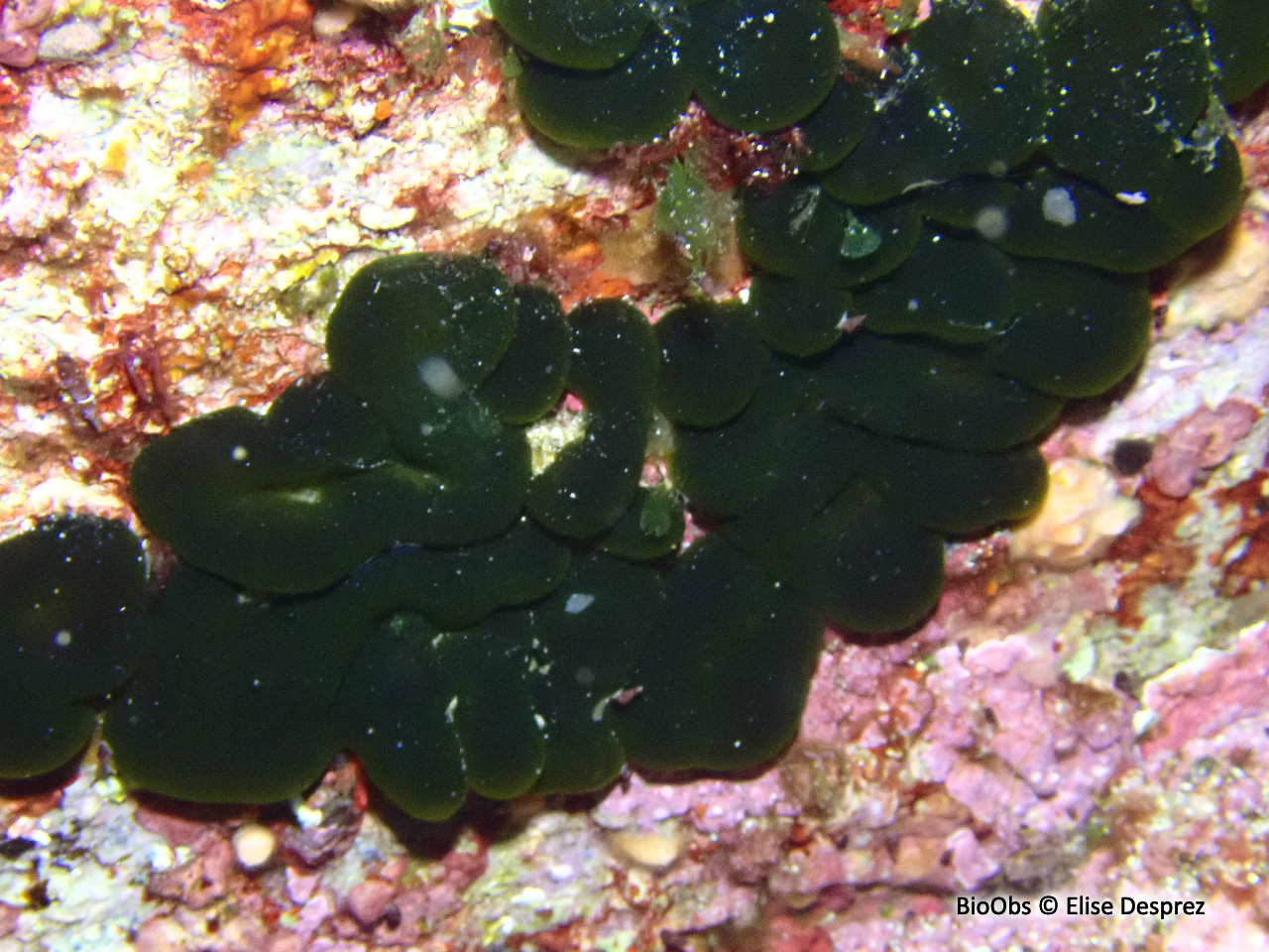 Codium étalé - Codium effusum - Elise Desprez - BioObs