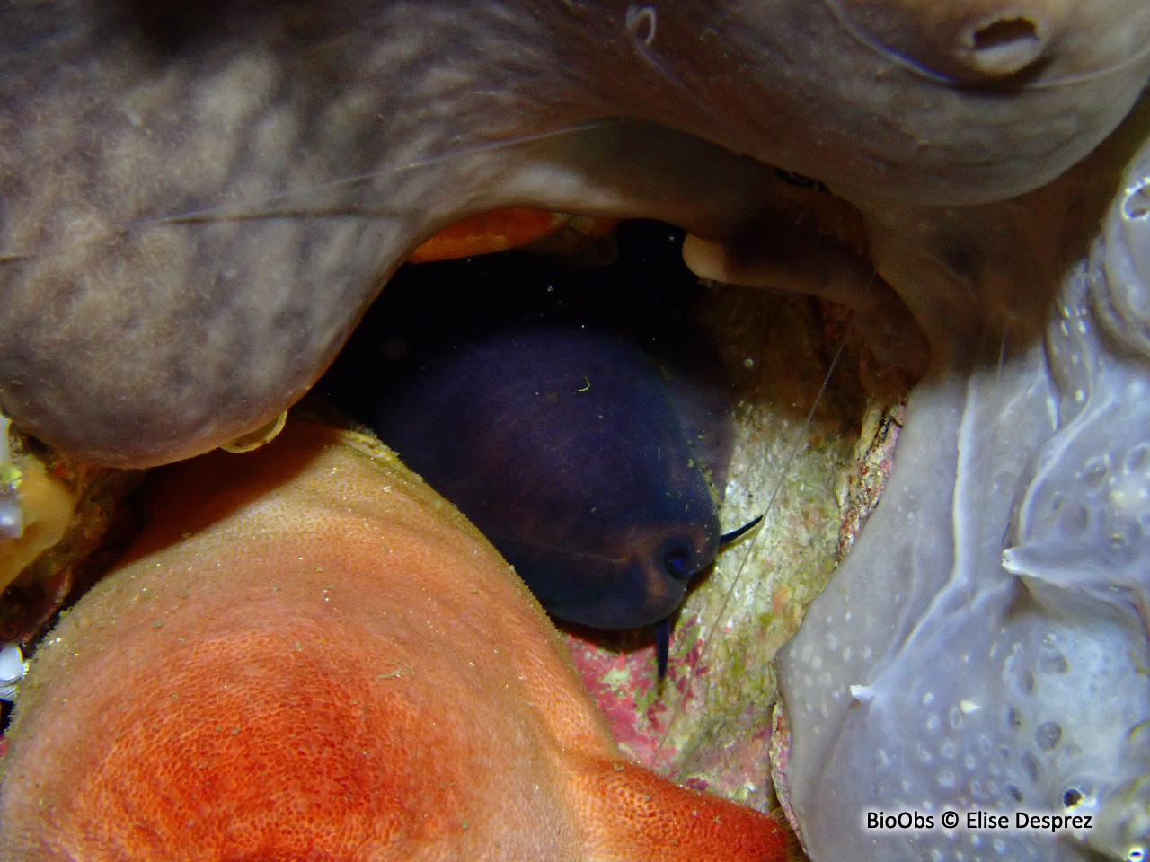 Porcelaine brune, livide - Luria lurida - Elise Desprez - BioObs